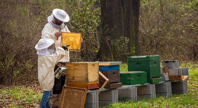 ce-trebuie-sa-stim-despre-afaceri-cu-albine