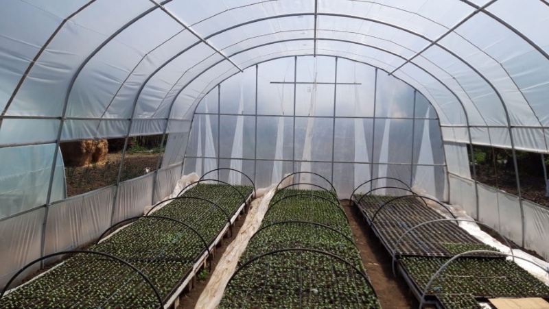 Cele-mai-profitabile-culturi-de-legume-in-sere-si-solarii
